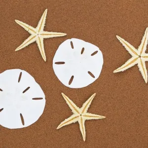 Sand Dollar und Meeressterne Sand Dollar und Meeressterne