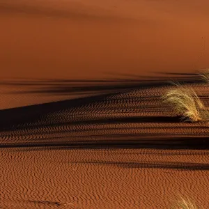 Sand dune with grass tuft, Namib Desert, Namibia