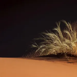 Sand dune with grass tuft, Namib Desert, Namibia