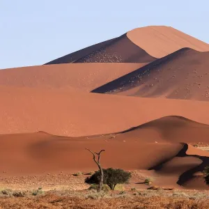 Sand dunes, Camel thorn trees (Vachellia erioloba) at the front, Sossusvlei, Namib Desert