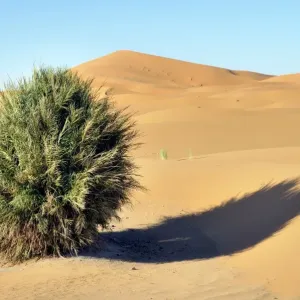 Sand dunes, Erg Chebbi, Morocco, Africa Sand dunes, Erg Chebbi, Morocco, Africa