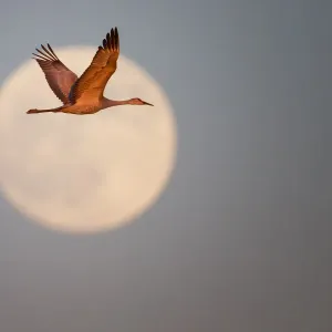 Sand hill crane Sand hill crane