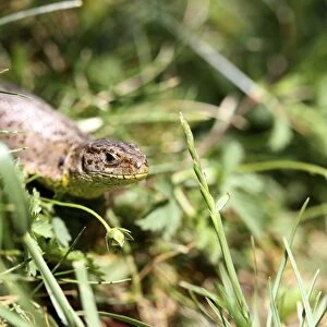 Sand Lizard -Lacerta agilis-, female, Burgenland, Austria, Europe