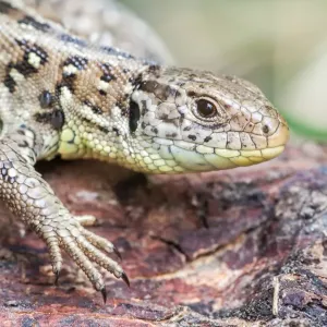 Sand Lizard -Lacerta agilis-, North Hesse, Hesse, Germany Sand Lizard -Lacerta agilis-, North Hesse, Hesse, Germany