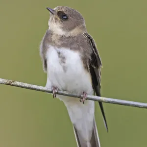 Sand Martin [Riparia riparia]