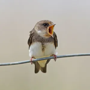 Sand Martin [Riparia riparia]