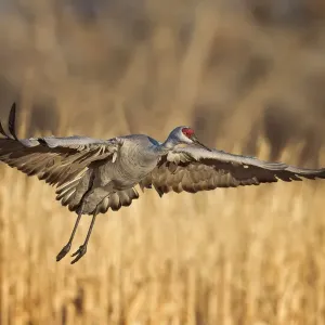 Sandhill Crane Sandhill Crane