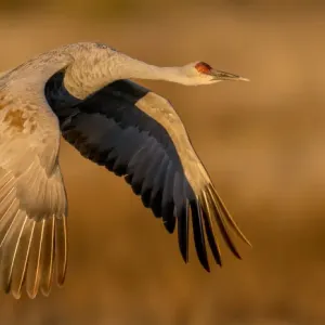 Sandhill Crane in Flight Print Sandhill Crane in Flight Print