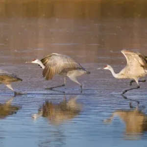 Sandhill Cranes in Flight Print Sandhill Cranes in Flight Print