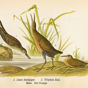 Sandpiper and rail bird lithograph 1890