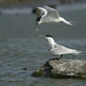 Sandwich Tern Print, handing over fish in flight