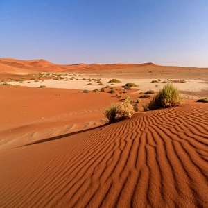 Sandy dunes and dried plants Namib Desert