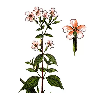 Saponaria officinalis (Soapwort, common soapwort, bouncing-bet, crow soap, wild sweet William)