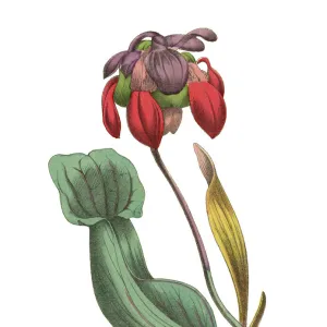 Sarracenia or Trumpet Pitcher Plant, Victorian Botanical Illustration