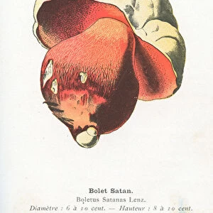 Satan boletus mushroom engraving 1895