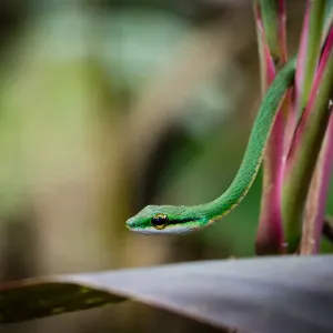 Satiny Parrot Snake, Leptophis depressirostris Satiny Parrot Snake, Leptophis depressirostris