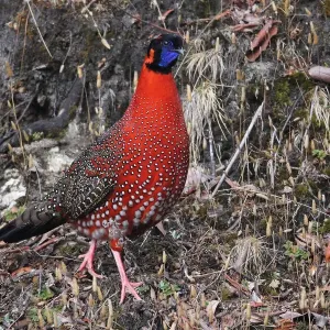 Satyr Tragopan Print from Thrumshing La National Park, Bhutan
