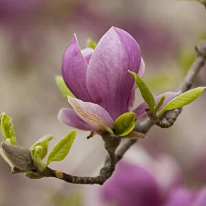 Saucer Magnolia -Magnolia x soulangeana-, flowering, Thuringia, Germany
