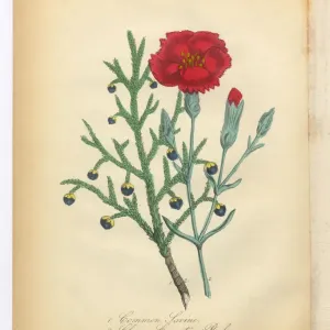 Savine, Clove and Pink Carnation Print Savine, Clove and Pink Carnation Print