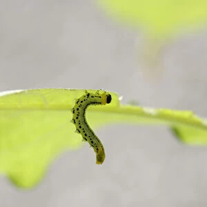 Sawfly, larva (Craesus septentrionalis)