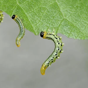 Sawfly, larvae (Craesus septentrionalis)