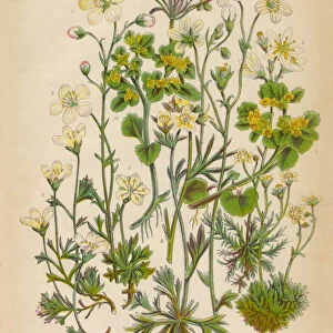 Saxifrage, Saxifraga, Rockfoil and Succulent Victorian Botanical Illustration