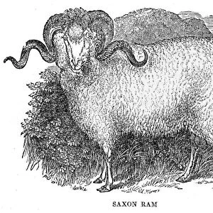 Saxon ram engraving 1844