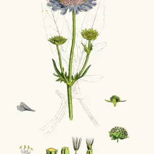 Digitally restored Scabiosa print from 1860s English Botany illustration Digitally restored Scabiosa print from 1860s English Botany illustration