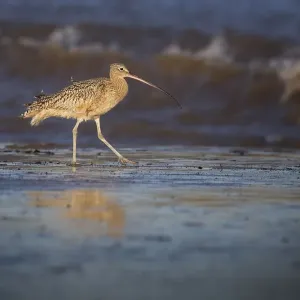 Long-billed Curlew Beach Print Long-billed Curlew Beach Print
