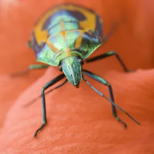 Scarab Beetle (Scarabaeidae sp. ) on a flower