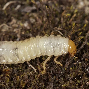 Scarab Beetle -Scarabaeidae sp. - larva, Untergroeningen, Abtsgmuend, Baden-Wuerttemberg, Germany
