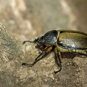 Scarab beetle -Scarabaeidae-, Tandayapa region, Andean cloud forest, Ecuador, South America
