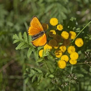 Scarce Copper butterfly -Lycaena virgaureae-, Lueneburg Heath, Lower Saxony, Germany, Europe