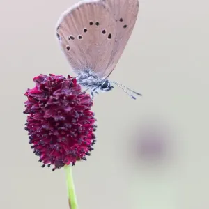 Scarce Large Blue (Phengaris teleius) on Great Burnet (Sanguisorba officinalis), Hesse Scarce Large Blue (Phengaris teleius) on Great Burnet (Sanguisorba officinalis), Hesse