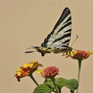 Scarce Swallowtail butterfly -Iphiclides podalirius- on Shrub Verbena, Stalida, Stalis, Crete, Greece, Europe