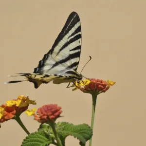Scarce Swallowtail butterfly -Iphiclides podalirius- on Shrub Verbena, Stalida, Stalis, Crete, Greece, Europe Scarce Swallowtail butterfly -Iphiclides podalirius- on Shrub Verbena, Stalida, Stalis, Crete, Greece, Europe