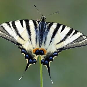 Scarce Swallowtail -Iphiclides podalirius-, upper side of the wings, Bulgaria