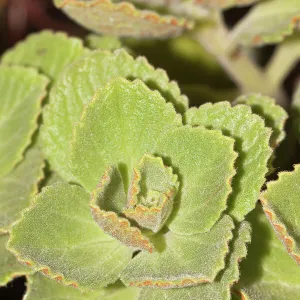 Scaredy cat plant -Coleus canina Hybr. -, drives away cats and dogs