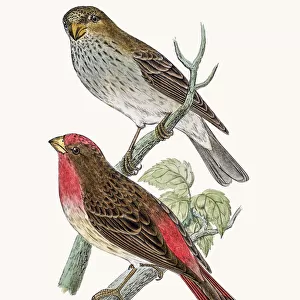 Scarlet Bullfinch Bird