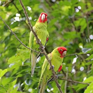 Scarlet-fronted Parakeets -Aratinga wagleri-, pair on tree, captive, native to South America