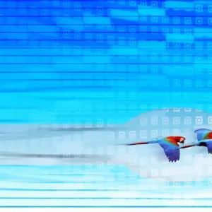 Scarlet and Green Winged Macaws