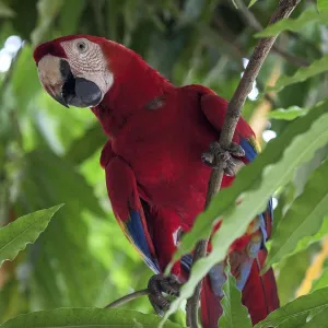 Scarlet macaw (Ara macao), sitting on a branch in a tree, Guanacaste province, Costa Rica