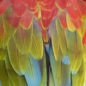 A scarlet macaw in Dubrovnik, Croatia