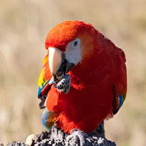 Beautiful Bird Species Poster Print Collection: Scarlet Macaw (Ara macao)