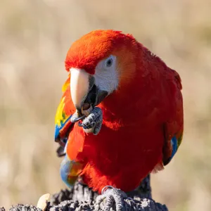 Beautiful Bird Species Jigsaw Puzzle Collection: Scarlet Macaw (Ara macao)