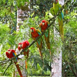Scarlet Macaws (Ara macao), Costa Rica
