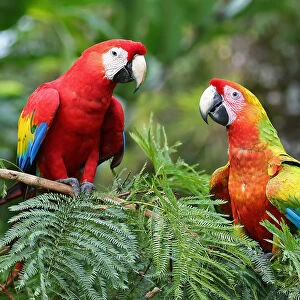 Scarlet Macaws (Ara macao) Costa Rica