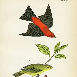 Scarlet tanager bird lithograph 1890