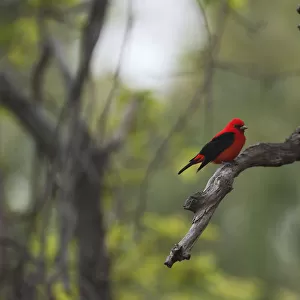 Scarlet tanager in spring migration