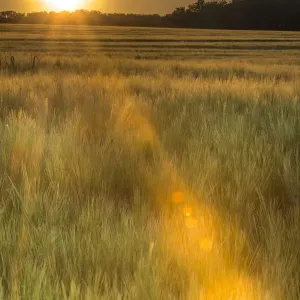 Scenic crop of barley, Vexin Region, Normandy, France